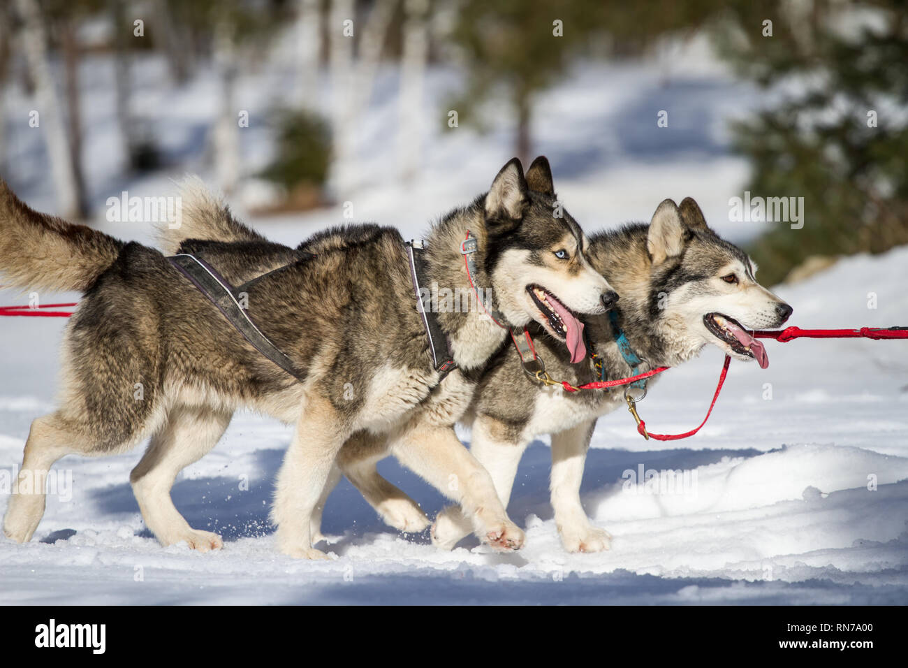 Siberian Huskies @ course de chiens de traîneau, République Tchèque Banque D'Images