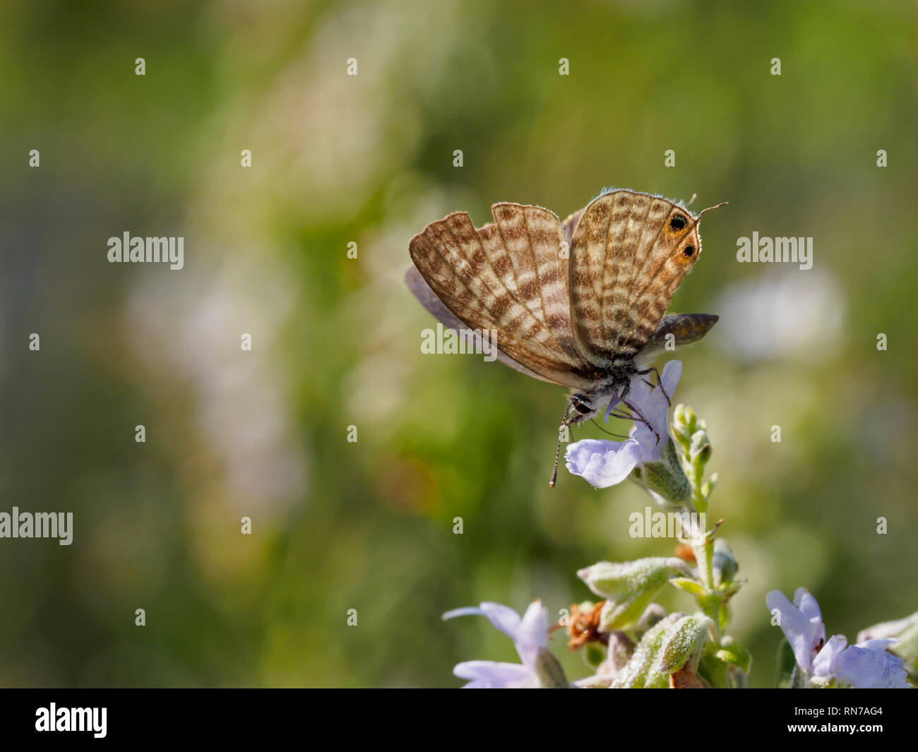 Leptotes Pirithous close up Banque D'Images