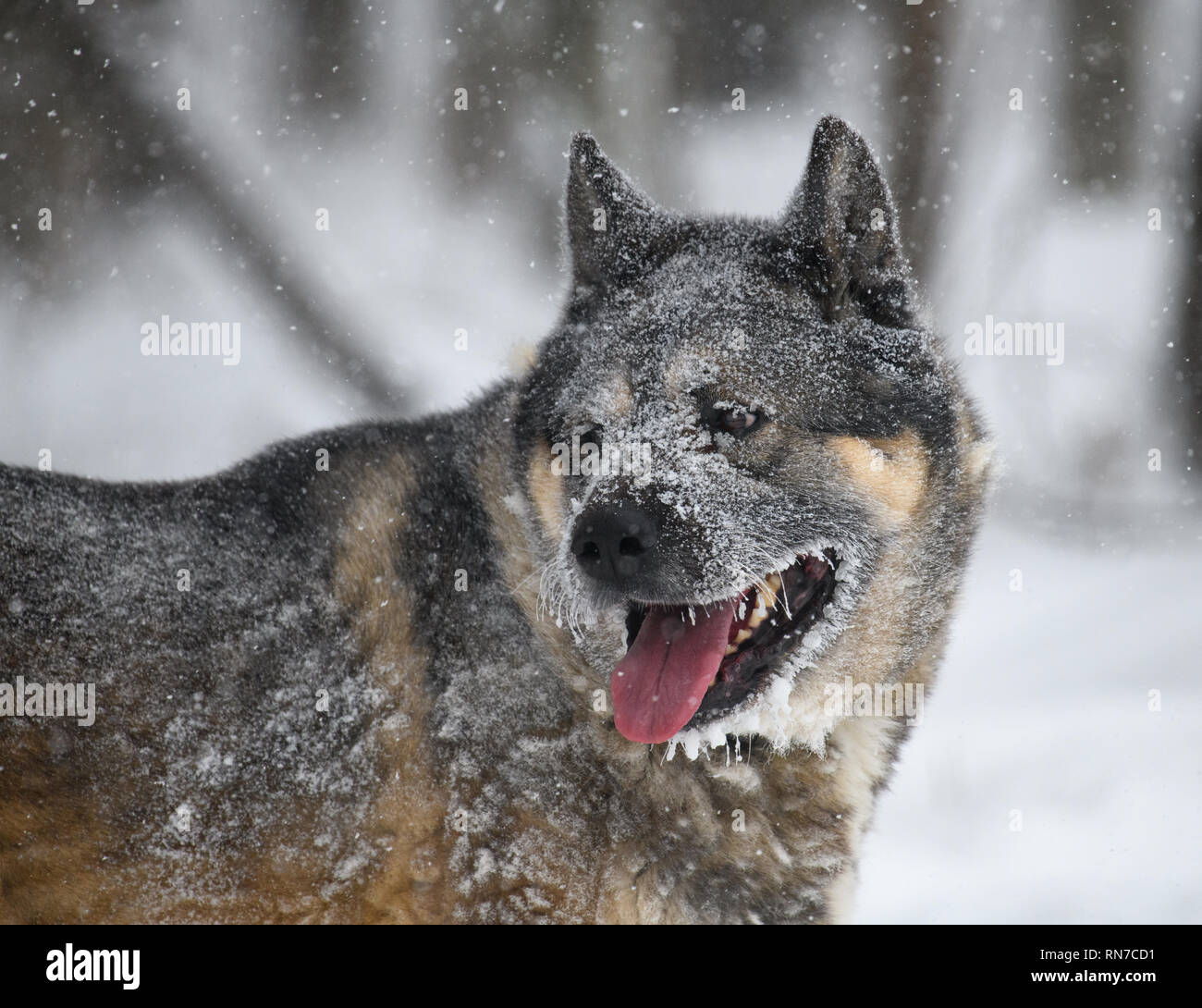 Chien de ferme d'Akita en jouant dans une tempête hivernale Banque D'Images