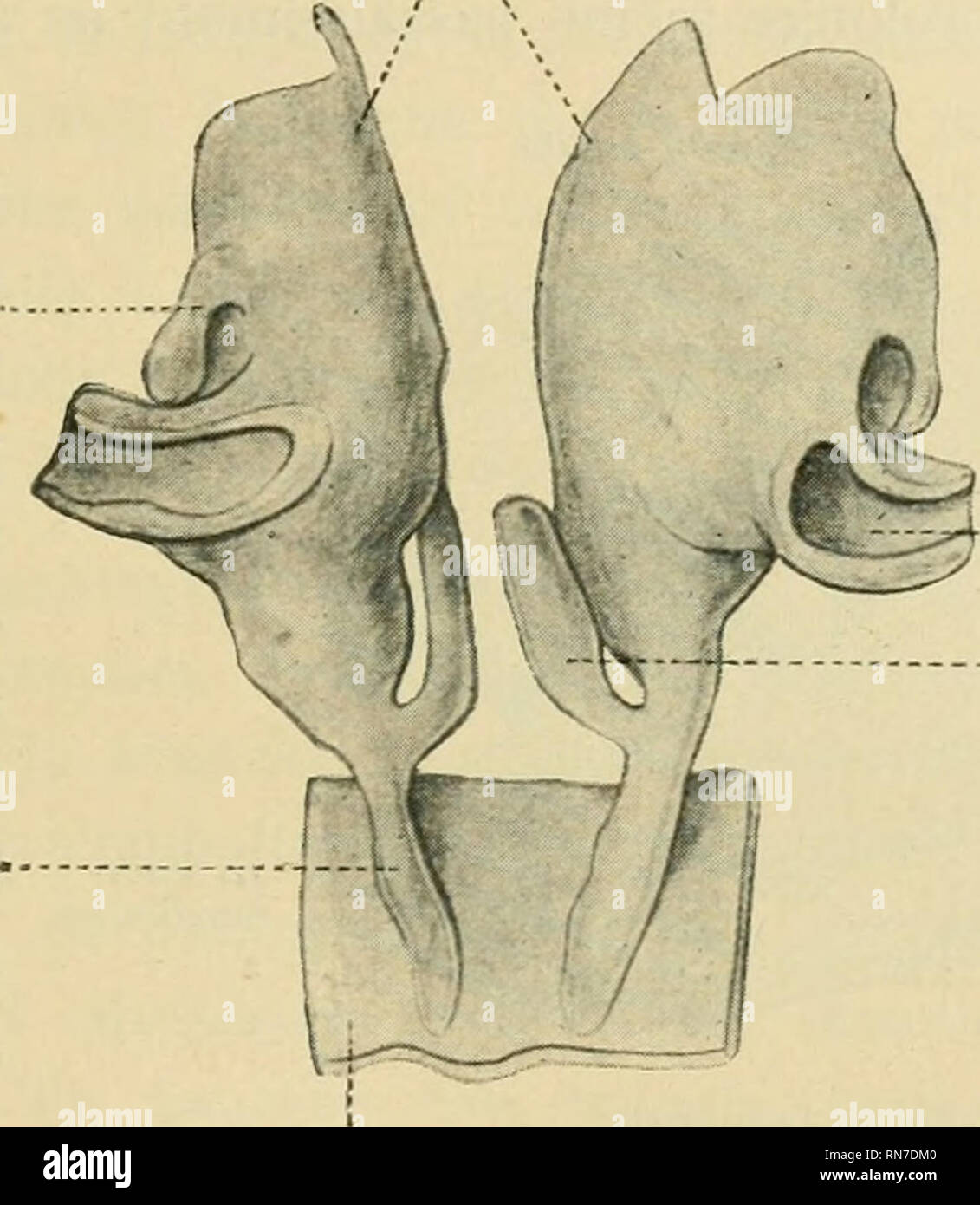 . Anatomischer Anzeiger. L'anatomie, l'Anatomie Comparée ;, comparatif. 467 Immediaternent en dedans de Torifice des narines du visage, la gouttiere, qui forme le plancher ä nasale ce niveau, s'abaisse brusqne- ment en une sorte d'infundibulum aplati laleralement ; cet entonnoir se poursuivre avec un épithélium du canal (canal incisif) qui se dirige l'ob- liquement dans le sens ventro-caudale et debouche sur le plafonnier, buccale en arriere de l'arcade gingivale ; les deux canaux incisifs s'ouvrent separement de chaque côte de la ligne mediane. Le canal incisif, tres ä detroit fils buccales de l'orifice et de l'article lege Banque D'Images