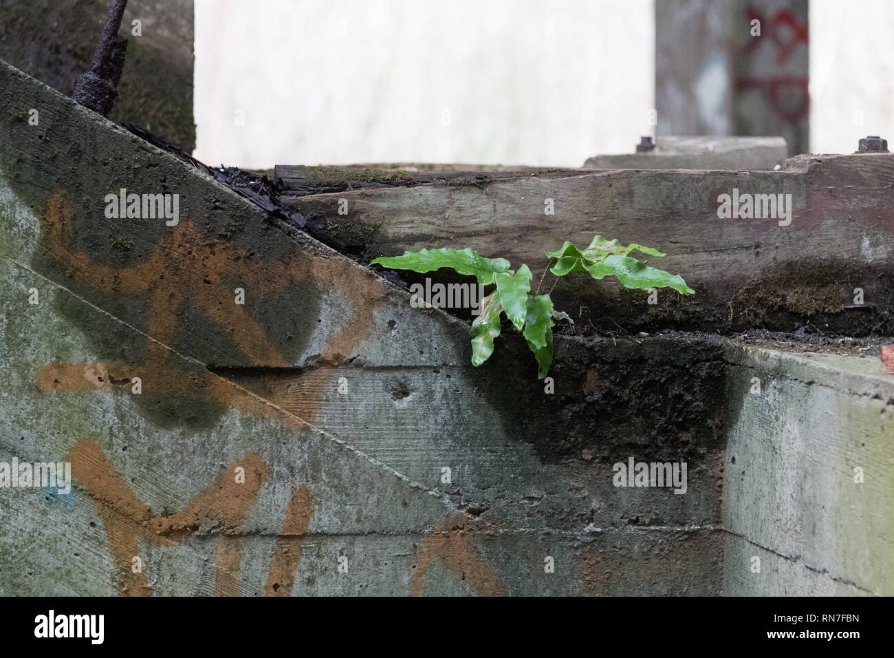 L'abandon d'un bâtiment de style brutaliste figurant un ancien prêtre et son centre de formation St Peter's Seminary en 2019 - Cardross, Argyll and Bute, Ecosse Banque D'Images