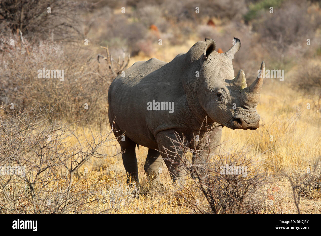 Bouche large rhinoceros (Ceratotherium simum) dans la savane de l'Afrique - Namibie Banque D'Images