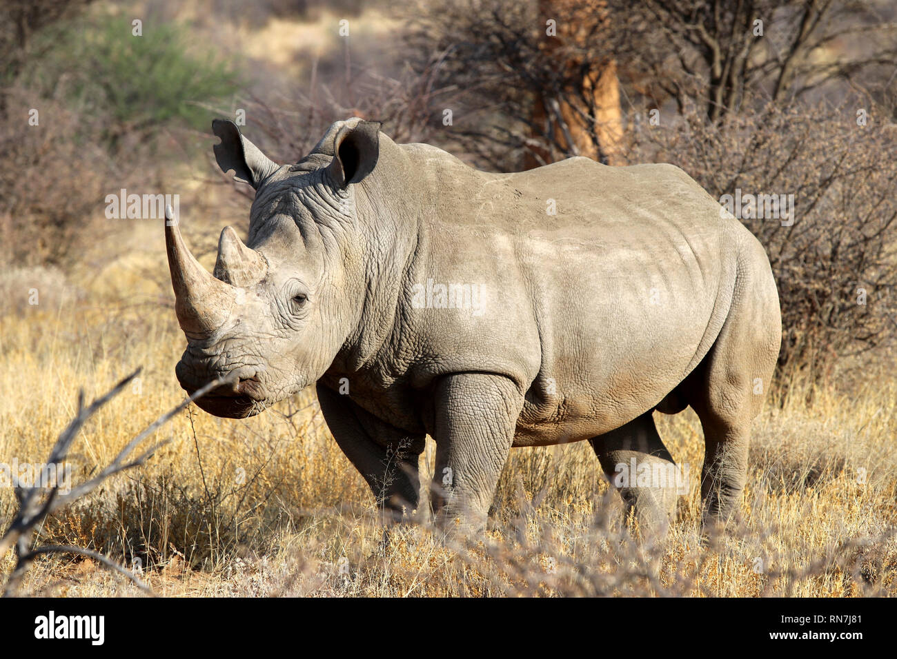 Bouche large rhinoceros (Ceratotherium simum) dans la savane de l'Afrique - Namibie Banque D'Images