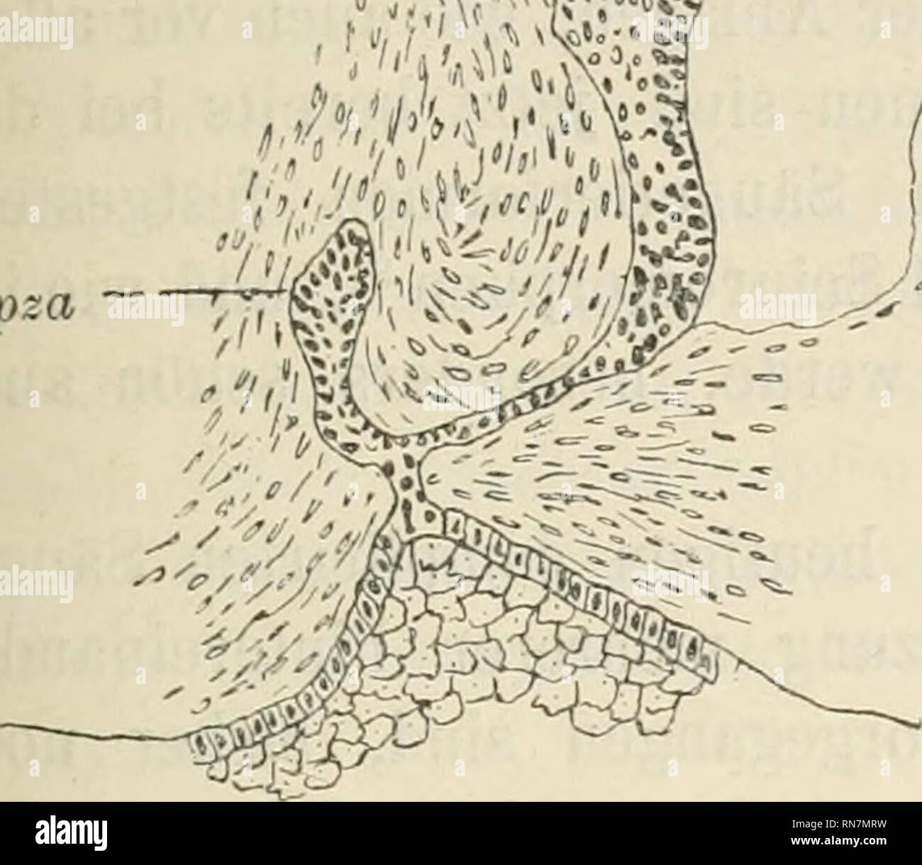. Anatomischer Anzeiger. L'anatomie, l'Anatomie Comparée ;, comparatif. 489 Pza. -^P-'M pza - -/-' J 0. Veuillez noter que ces images sont extraites de la page numérisée des images qui peuvent avoir été retouchées numériquement pour plus de lisibilité - coloration et l'aspect de ces illustrations ne peut pas parfaitement ressembler à l'œuvre originale.. Anatomische Gesellschaft. Jena : G. Fischer Banque D'Images
