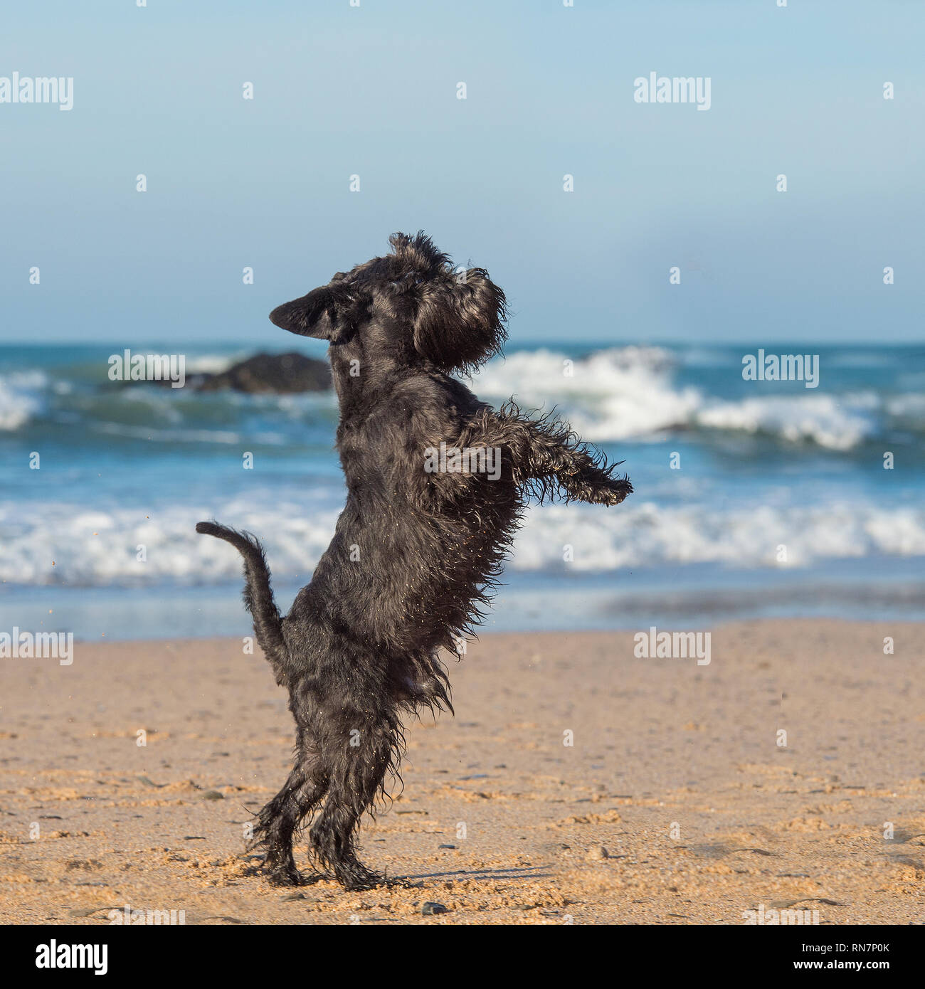 Chien schnauzer nain Banque D'Images