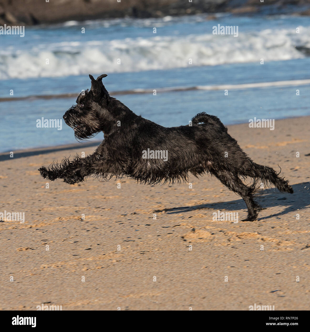Chien schnauzer nain Banque D'Images