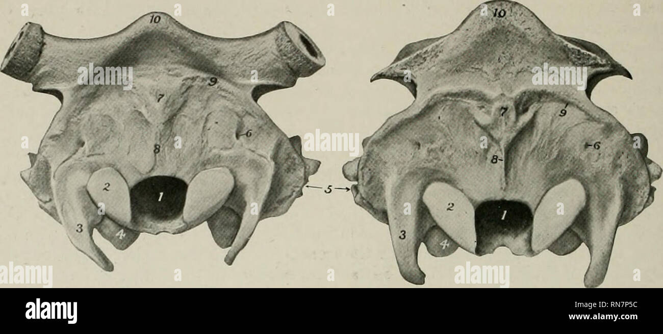 . L'anatomie de l'animal domestique. Anatomie vétérinaire. 142 SQUELETTE DE L'OX parties inférieure et supérieure que dans le cheval. Le Trou mastoïdien est à la jonction de l'os temporal et occipital ; c'est souvent très petit.. ^^- Fig. 138.-crâne de vache jersiaise, raideur de la vue. La Fig. 139.-crâne op interrogées Angus Cow, une plus grande partie de la clarté nucale Processus Cornus a été vue. Off scié. 1, trou occipital ; 2, Condyle occipital ; 3, 4 ; proceas paramastoid, bulla ossea ; 5, du méat acustieus externus ; 6. Trou mastoïdien ; protubérance occipitale externe, 7 ; 8, la médiane de la crête occipitale ; 9, linea nucha Banque D'Images