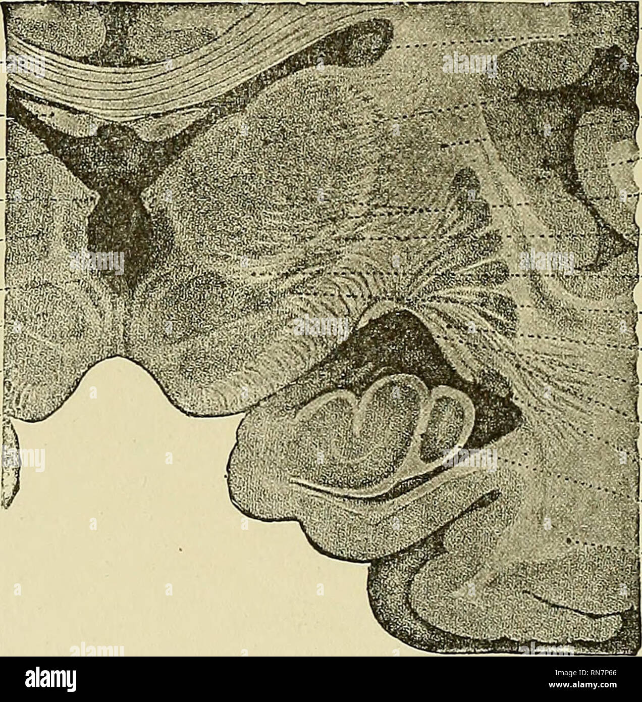 . L'anatomie du système nerveux central de l'homme et des vertébrés en général. La neuroanatomie ; Système nerveux central. 378 ANATOMIE DU SYSTÈME NEEYOUS CENTRALE. En arrière de la région de la section précédente, les différents éléments trouvés dans la regio subthalamica et dans la, qui est ici otorhinolaryngologie désignant l'augmentation, sont si étroitement les unes des autres que, pour la plupart,.ils ne sont pas séparables sans coloration et d'agrandissement. Dans les illustrations des plus à l'avant dans le texte, cela va donc être plus clair que dans la Fig. 179 ; voir notamment les chiffres du chien. Les ganglions sont thalamique Banque D'Images