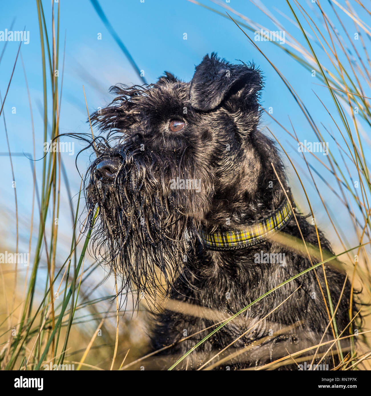 Chien schnauzer nain Banque D'Images