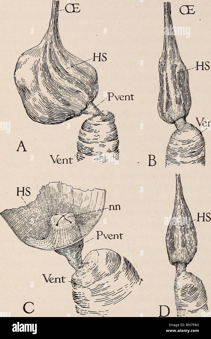 L Anatomie De L Abeille Les Insectes Les Abeilles Anatomie Anatomie D Abeilles Les Abeilles 94 L Anatomie De L Abeille Les Insectes Les Abeilles Anatomie Anatomie D Abeilles Les Abeilles 94