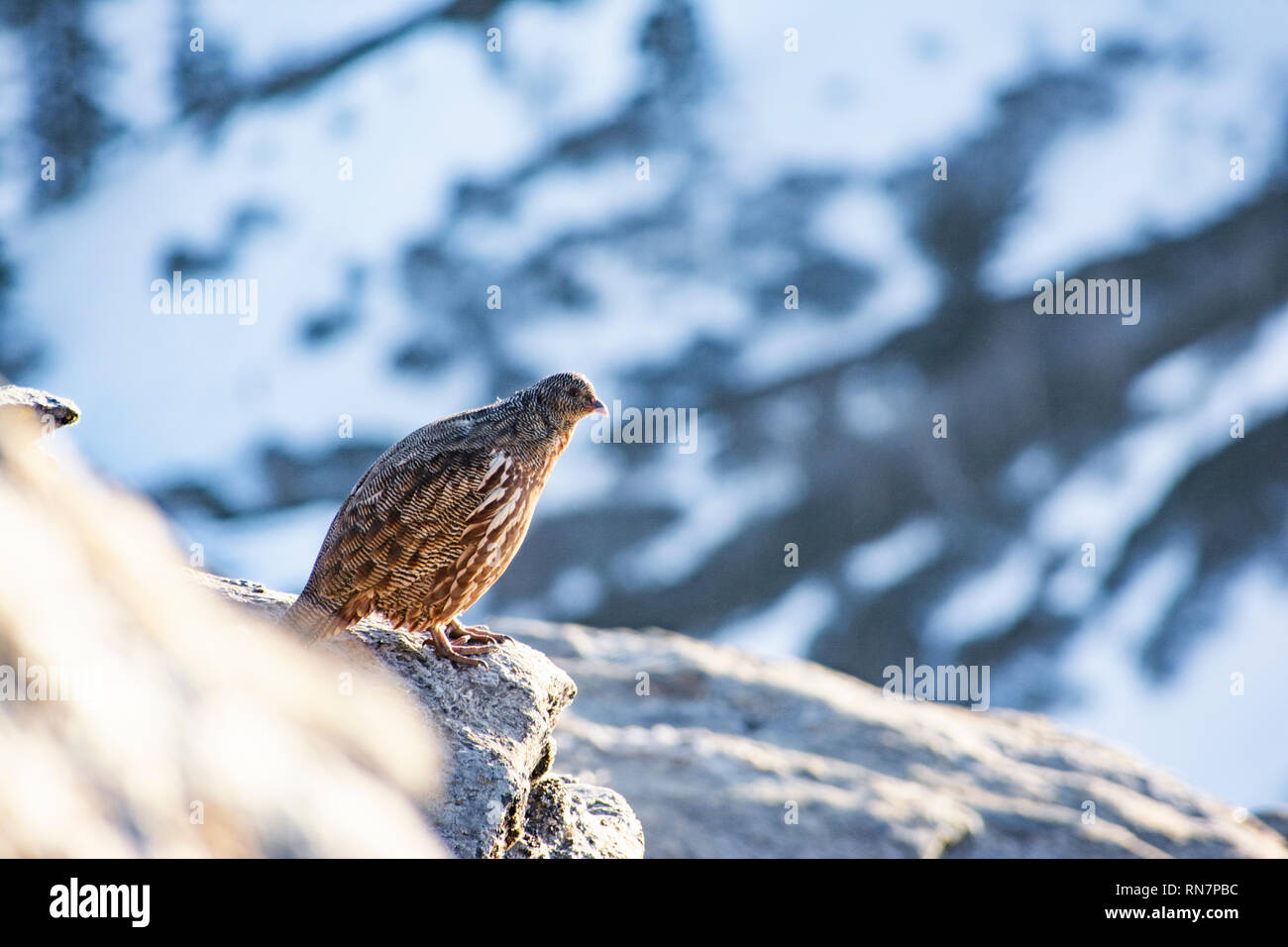 La perdrix des neiges Lerwa lerwa) du Sanctuaire de faune de Kedarkantha , Uttarakhand, Inde. C'est la seule espèce dans son genre Banque D'Images