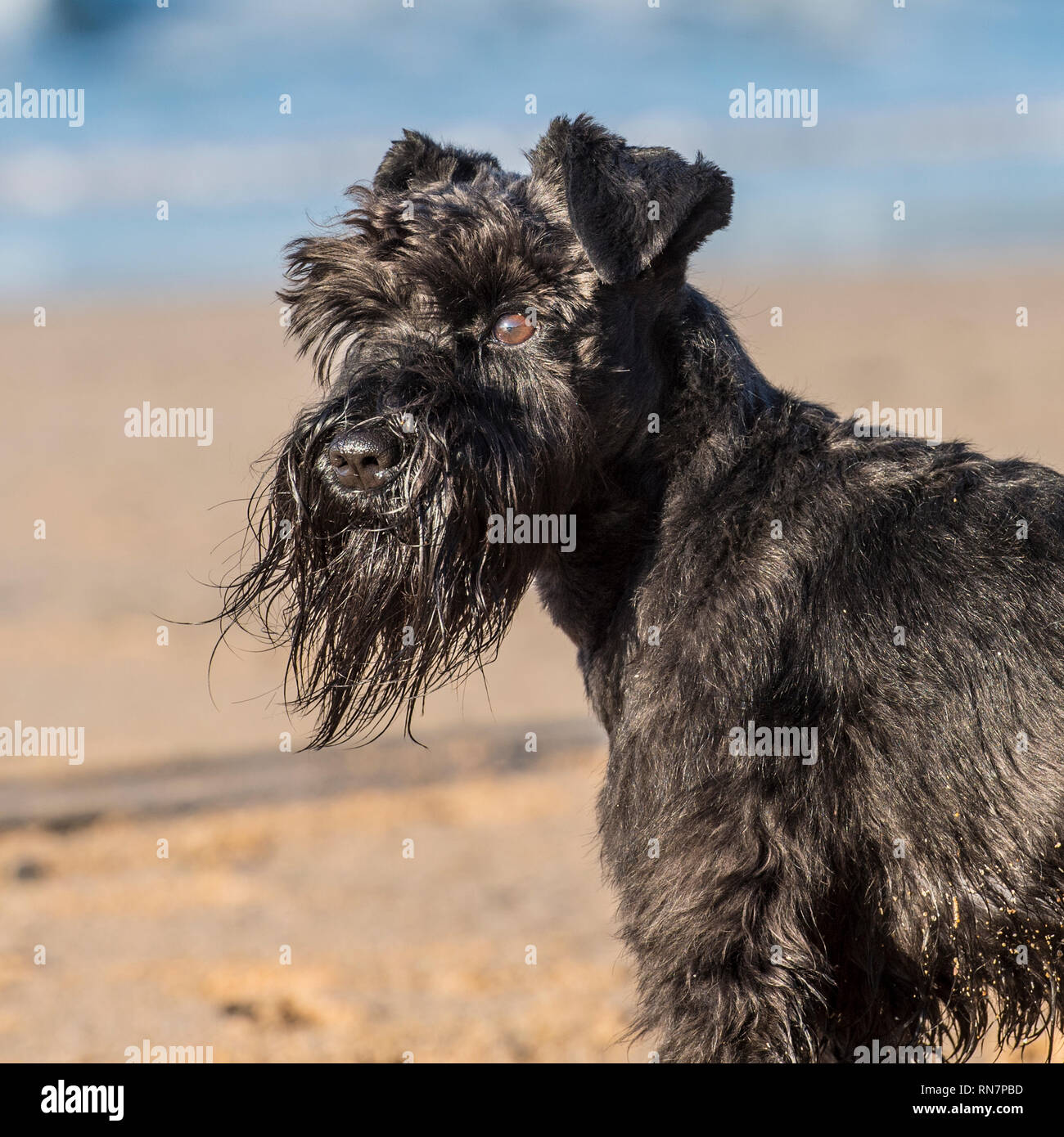 Chien schnauzer nain Banque D'Images