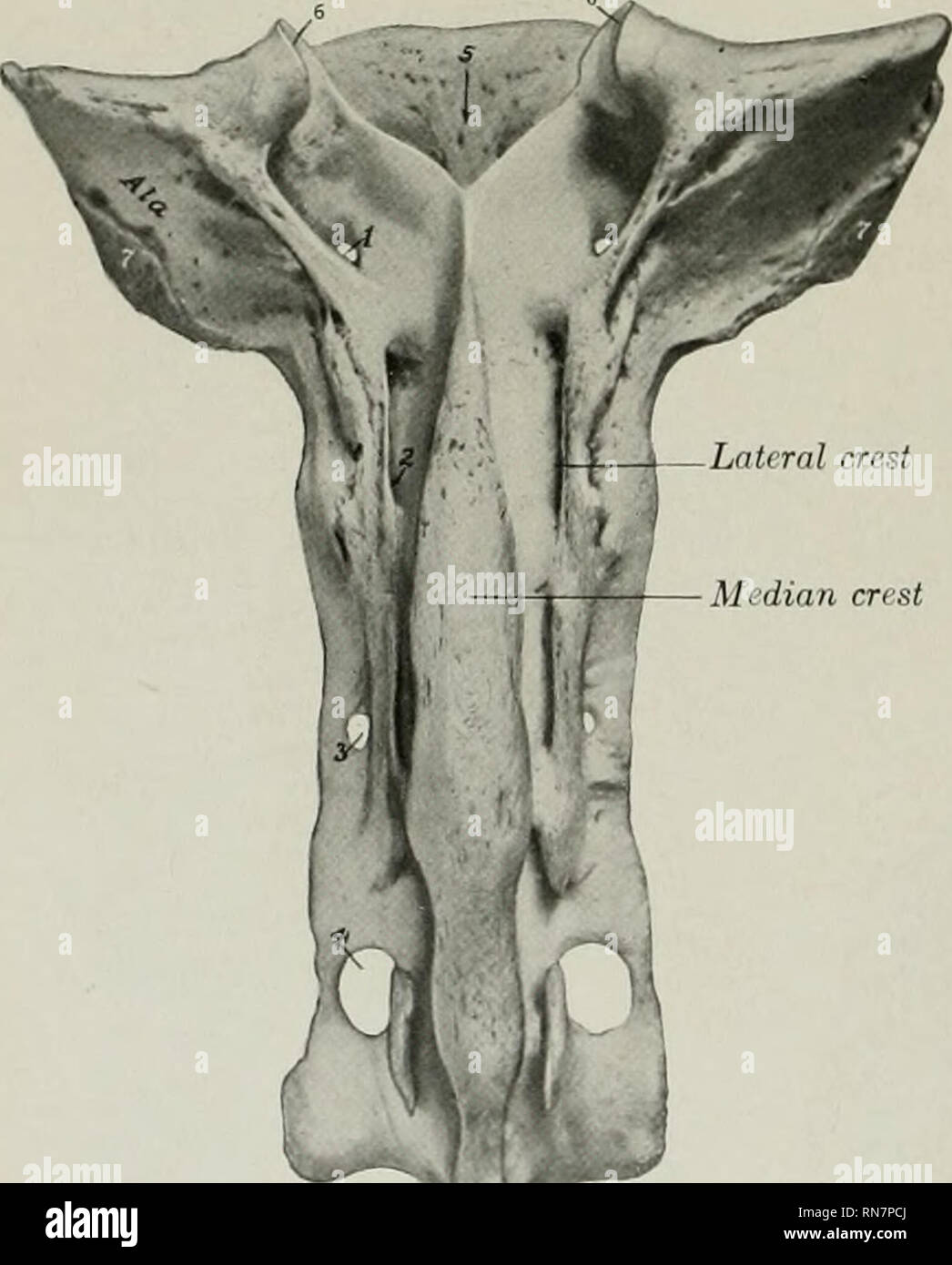 . L'anatomie de l'animal domestique. Anatomie vétérinaire. processus : 5. apophyse épineuse ; C, processus transversaux. La crête médiane de l'ess est épaisse et résistante, et l)oreilles arrondies un processus mammillary (sauf à l'extrémité postérieure de la série) ; les deux derniers, bien qu'importante, ne sont pas toujours d'articu- fin avec les côtes. L'apophyse épineuse est longue. La première est beaucoup plus élevé que chez le cheval, les deux suivantes sont habituellement les plus en vue, et être- hind ce il y a une diminution progressive très en hauteur. L'arrière- ward, pente légère au premier abord, à la 10ème ; le dernier est vertical et lombaire en char Banque D'Images