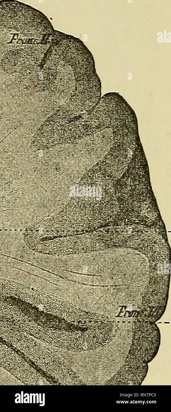 . L'anatomie du système nerveux central de l'homme et des vertébrés en général. La neuroanatomie ; Système nerveux central. fFasc. arcu X atus TAd cms ant, -&Lt ; capsulai t int.. Veuillez noter que ces images sont extraites de la page numérisée des images qui peuvent avoir été retouchées numériquement pour plus de lisibilité - coloration et l'aspect de ces illustrations ne peut pas parfaitement ressembler à l'œuvre originale.. Edinger, Ludwig, 1855-1918 ; Hall, Winfield Scott, b. 1861 ; Holland, Philo Leon ; Carlton, Edward P. Philadelphia : F. A. Davis Co. Banque D'Images