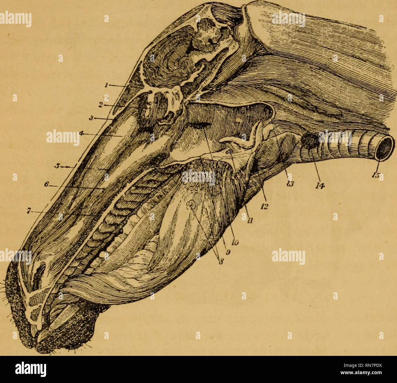 . L'anatomie du cheval ; un guide de dissection. Les chevaux. OP de DISSECTION DE LA TÊTE ET DU COU. (217) turbinated ethmoidal antérieure de l'os et le toit de la cavité (l'os nasal) ; le milieu du méat est un autre et plus grand intervalle entre les deux os turbinated ; tandis que le x&gt;osUrior du méat, la plus grande de ces. Fig. 24. La section longitudinale de la tête, montrant les cavités de la bouche, le nez, et du pharynx (Leyh). 1. Siniis frontal ; 2. Masse latérale de l'os ethmoïde ; 3. Méat nasal antérieur de chambre ; 4. Turbinated antérieur ; Os 5. Méat moyen ; 6. Turbinated postérieure ; Os 7. Derrière moi Banque D'Images