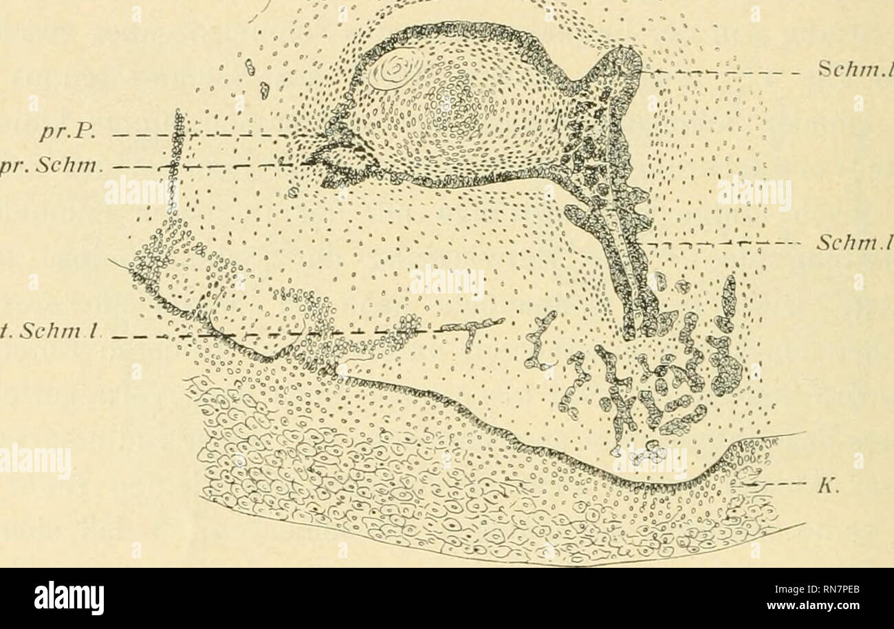 Anatomie der Längsachse