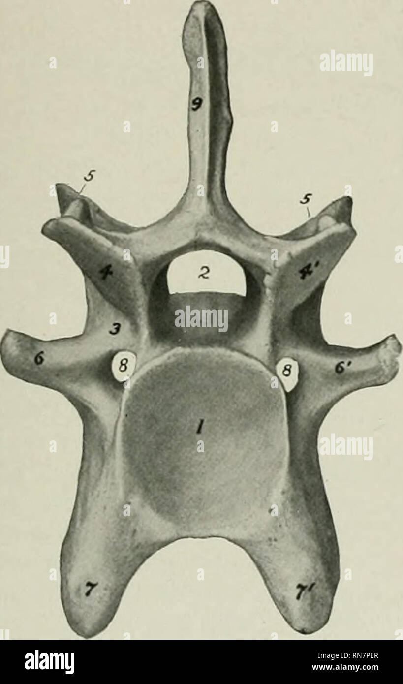 . L'anatomie de l'animal domestique. Anatomie vétérinaire. La colonne vertébrale foramen 127 est circulaire et pas si proche de la frontière antérieure de la roue comme chez le cheval. Les encoches postérieures ne sont pas si profondes. L'apophyse transverse sont plus robustes, mais le foramen transversarium est petit et parfois absente. Les vertèbres thoraciques, 13 en nombre, sont plus importantes que celles du cheval.. Veuillez noter que ces images sont extraites de la page numérisée des images qui peuvent avoir été retouchées numériquement pour plus de lisibilité - coloration et l'aspect de ces illustrations ne peut pas parfaitement ressembler à l'origine Banque D'Images