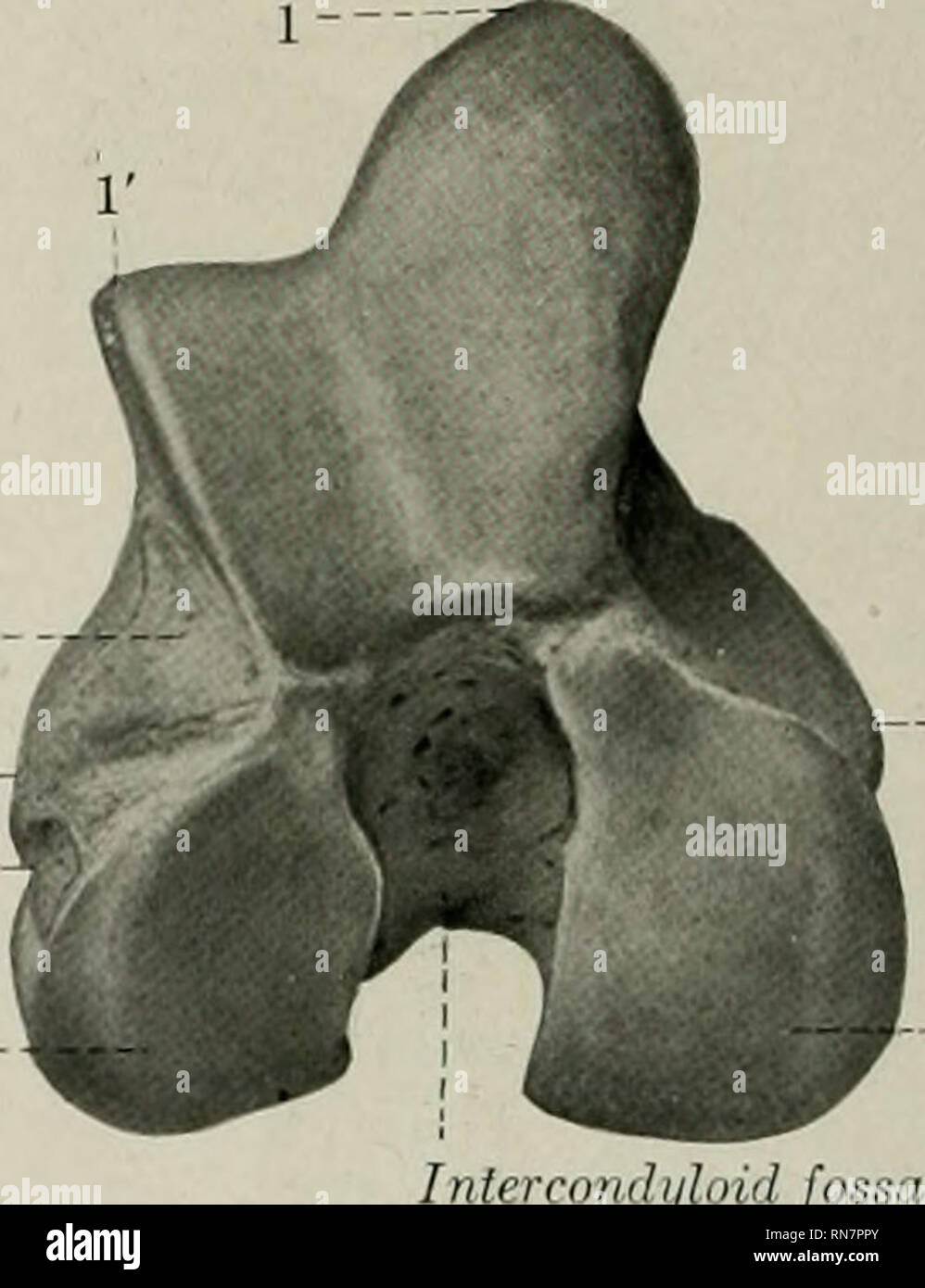 . L'anatomie de l'animal domestique. Anatomie vétérinaire. Fig. 93.-extrémité proximale du bon cheval ;  Fin,vue. 1, tête ; 2, fovea capitis : 3, du cou ; 4, .5, un postérieure de trochanter majo. Intercondyloid jo. Fig. 94.-extrémité distale du fémur droit de cheval ; vue en bout. 1, 1', crêtes médial et latéral de trochlée ; 2, 2', condyle médial et latéral ; 3, 3', epicondyles médial et latéral ; 4, 5 ; Fosse de l'extenseur, la dépression d'origine du popliteus. lateralis) est moins distincte ; il présente une marque lorsque le ligament latéral est jointe, ci-dessous et derrière lequel il y a une dépression (Fossa muscul Banque D'Images