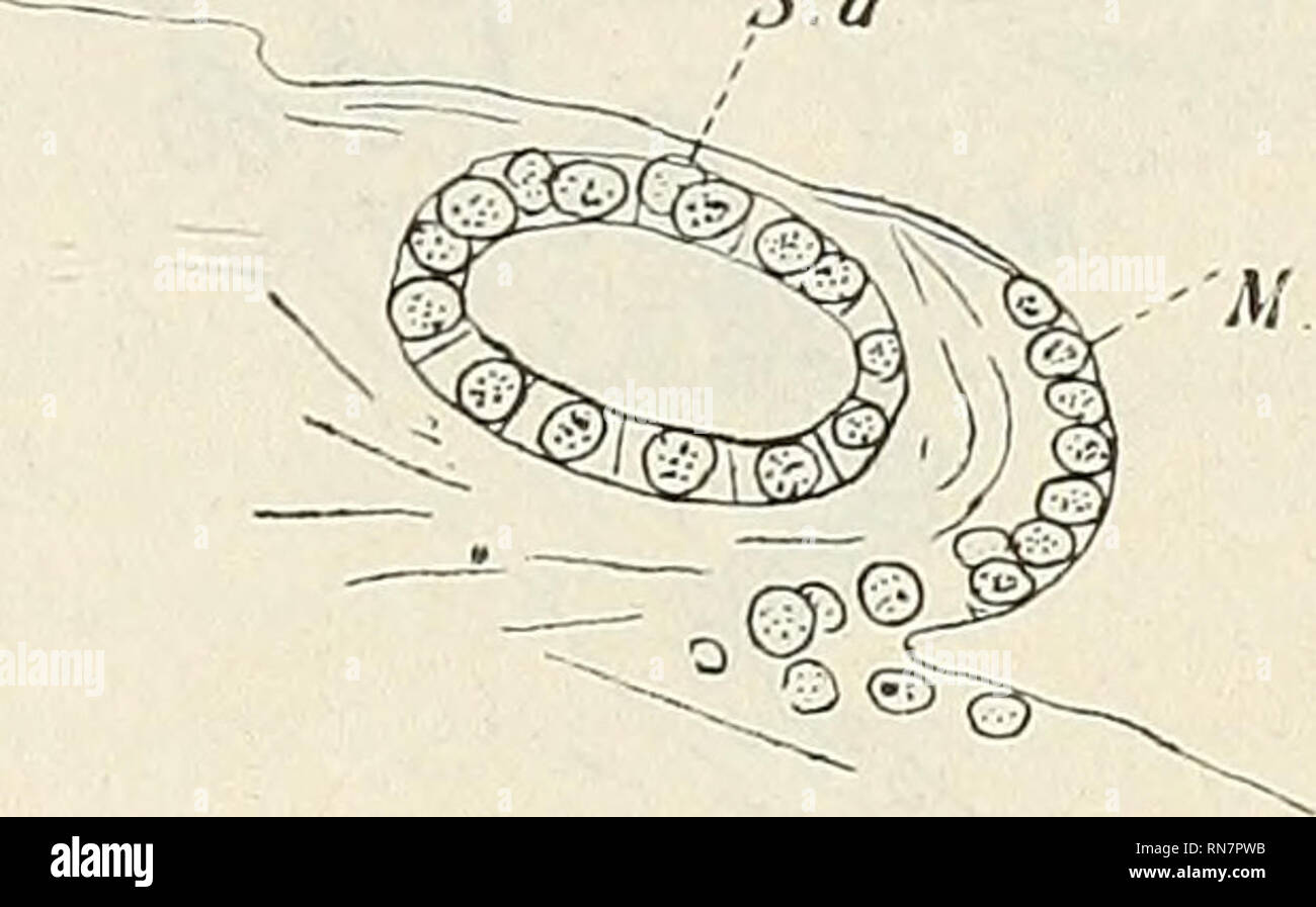 . Anatomischer Anzeiger. Anatomie, comparatif. 4/d. M.d. S d Explication des chiffres. A. aorte. A. c. Canal alimentaire. C. Cœlome. Gh. Chorda dorsalis. Gl. Glo- merulus. L. du poumon. M. d. Conduit de Müller ou son Anlage. N. Nephrostome. Pr. Pro- nephros. S. d. Conduit de segmentaires. Fig. 1-4 sont des sections d'un 27 mm de l'axolotl. " "&Gt ; 1° &gt ;) )&gt ; )i &gt ;&gt ; &gt;i 45 ,, ,, " 17-22 " " " " " 51 " dans chaque cas, les sections sont numérotées dans l'ordre dans lequel elles se produisent, à partir d'avant en arrière.. Veuillez noter que ces images sont extraites de la page numérisée des images qui peuvent avoir été retouchées numériquement pour r Banque D'Images