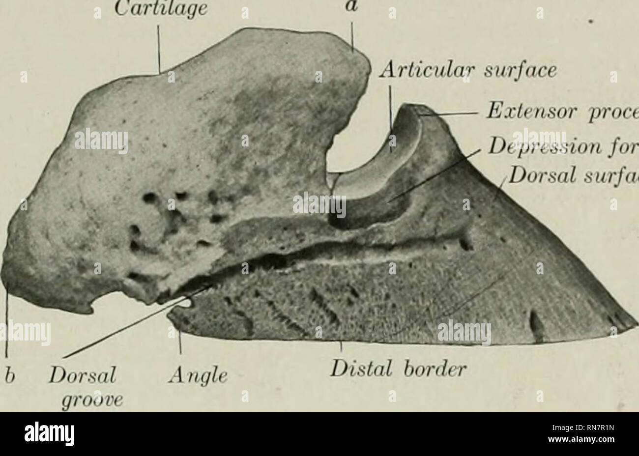 . L'anatomie de l'animal domestique. Anatomie vétérinaire. La troisième phalange 103 sorius), à laquelle le tendon extenseur commun est jointe. De chaque côté est une de- pression pour la fixation d'un ligament collatéral. La nageoire dorsale et à la surface du mur (faciès dorsalis) vers le bas des pentes et de l'avant. L'angle d'inclinaison sur le plan^ groimd est d'environ 45 à 50 degrés à l'avant. Cartilugi surface articulaire processus extenseur de la dépression pour liyai collatéraux. Surface dorsale. Fig. 81.-Troisième phalange de cheval ; vue latérale. a, b, .ntérieur et extrémités postérieure du cartilage. Le diminis hauteur latéralement Banque D'Images