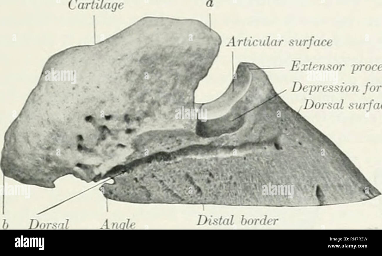. L'anatomie de l'animal domestique. Anatomie vétérinaire. La troisième PHAL.NX 103 sorius), à laquelle le tendon extenseur commun est jointe. De chaque côté est une de- pression pour la fixation d'un ligament collatéral. La nageoire dorsale et à la surface du mur (faciès dorsalis) dowTiward les pentes et l'avant. L'angle d'inclinaison sur le plan de masse^ est d'environ 45 à 50 degrés à l'avant. Le cartilage. Surface articulaire processus extenseur pour dépression ?du ligament collatéral face ')orsal Aiiun K '^ !'il ffroove frontière Fig. si.-Troisième Ph.I-v.vx de cheval : KV plus tard Vue. a, 6, extrémités antérieure et postérieure de la voiture Banque D'Images