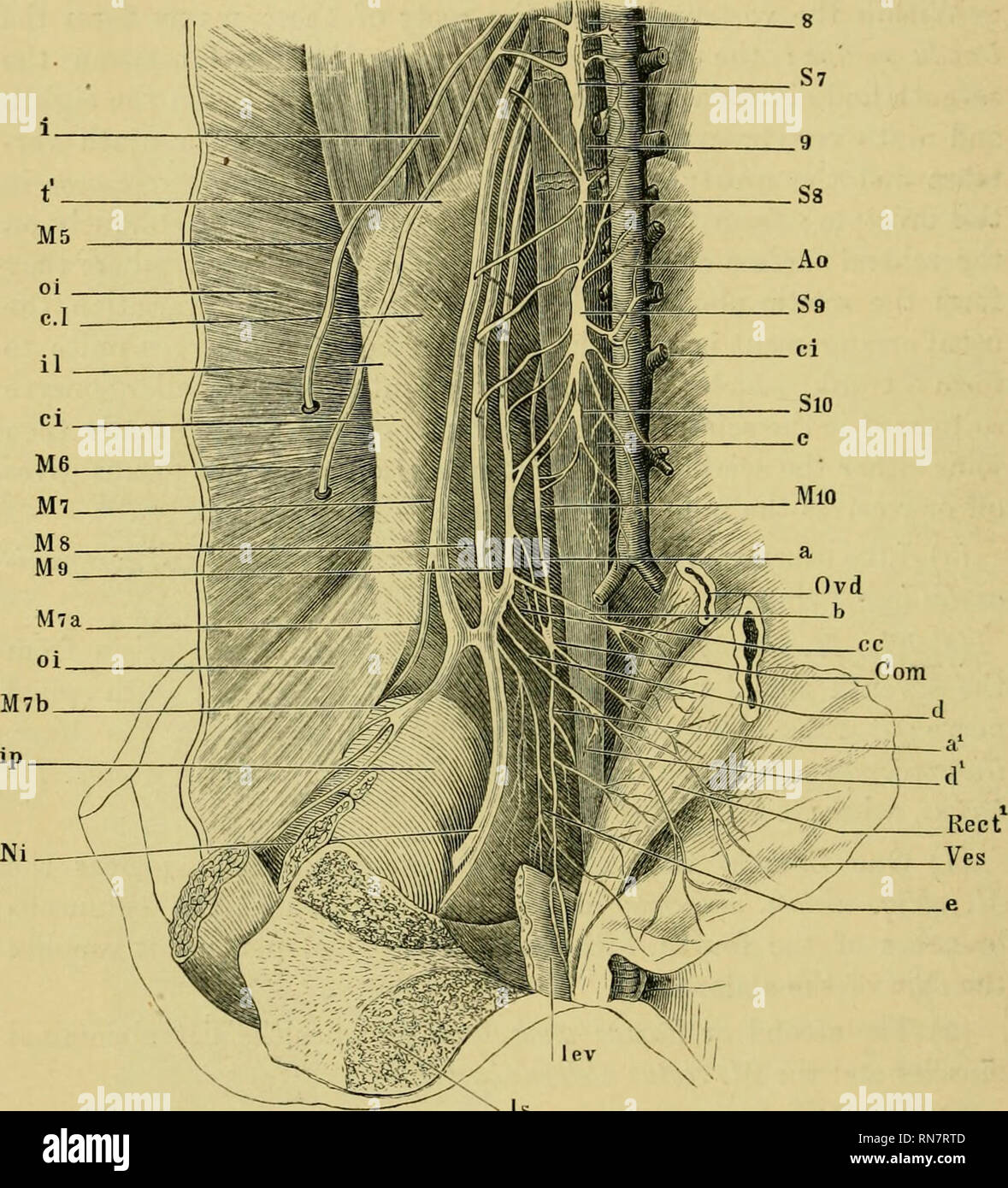 . L'anatomie de la grenouille. Les grenouilles -- Anatomie ; Amphibiens -- Anatomie. 190 LE SYSTÈME NERVEUX. [D) Le Bamns dorsalis est une très petite ; nerf d'après" de Waldeyer elle ne dispose que de vingt-fibres nerveuses. Elle découle de la Fig. 127.. Le suiatic, plexus nerveux de communiquer n de la neuvième nerf rachidien. "''Audace de muse. lev. ani. 6 culot d'oviducte. c Urostyle. cc rameau communiquant de nerf spinal.^ neuvième M. coccygeoiliacus d'EC. C.I M. coccygeosacralis. d'audace de la vessie. d' à la brindille m'iliacus. e. à partir de rameaux je sciatique)lexus au plexus coccygien. intertransversiirius j M.. J M. ilio Banque D'Images