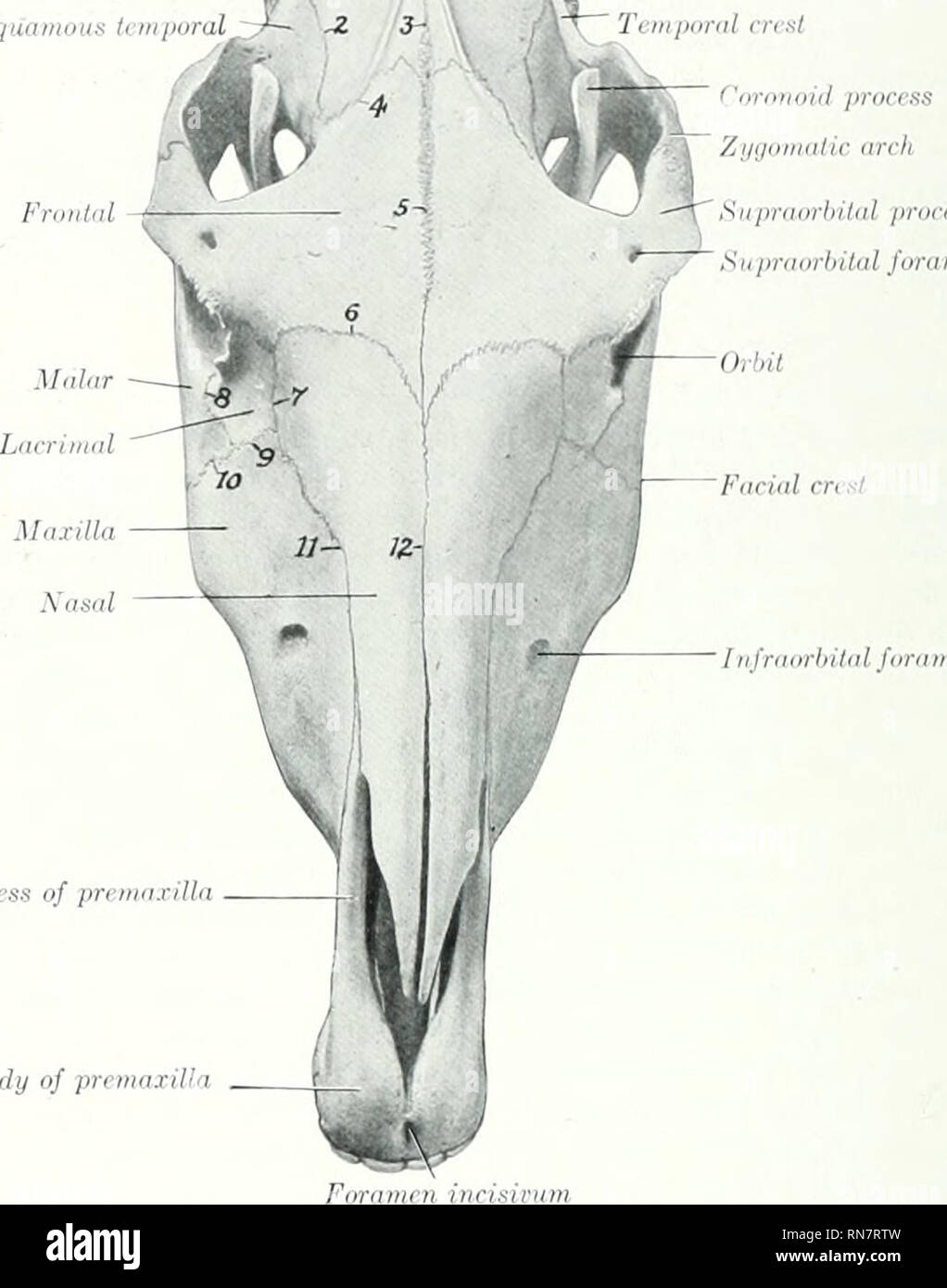 Squamous suture Banque de photographies et d’images à haute résolution