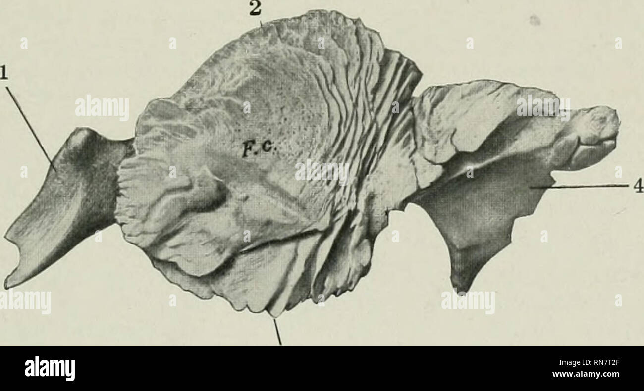 . L'anatomie de l'animal domestique. Anatomie vétérinaire. Fig. 38. Droit de l'os temporal squameux du poulain nouveau-né ; vue latérale. 1, apophyse zygomatique ; cavité glénoïde, 2 ; 3, 4 ; condyle, postglenoid ; 5, cran ; 6, 7 ; processus postérieur, temporel cimier ; 8, jonction avec pariétal : 9. Jonction avec ; frontal 10, jonction avec l'Arcade orbitaire processus ; 11, jonction avec le processus zygomatique de l'os malaire ; 12. jonction avec sphenoid ; 13, jonction avec petro-mastoïde ; 14, jonction avec oc- cipital. Derrière et le lobe pariétal en face, et est largement chevauché l)y le tem- poral squameux. Il a la forme d'un fo Banque D'Images