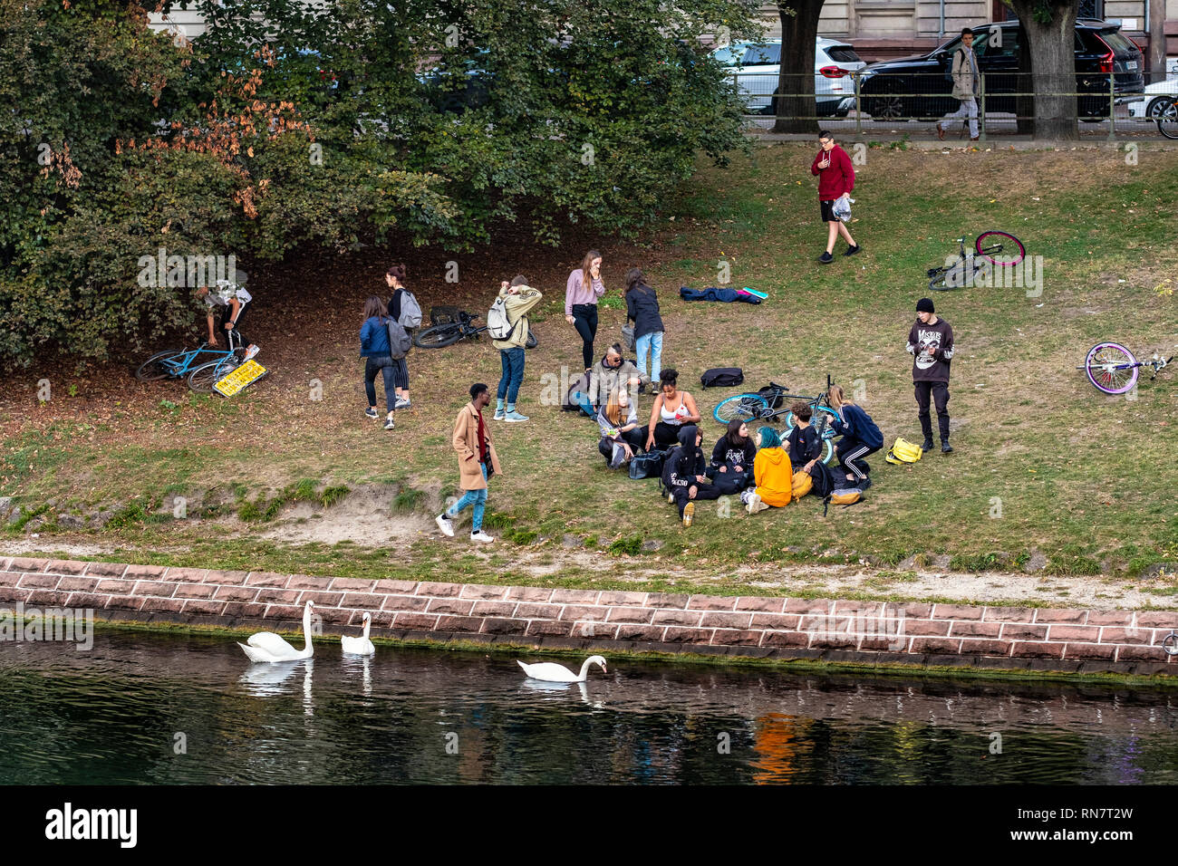 Strasbourg, Alsace, France, les jeunes gens en suspens autour sur mauvais riverside, cygnes blancs, Banque D'Images