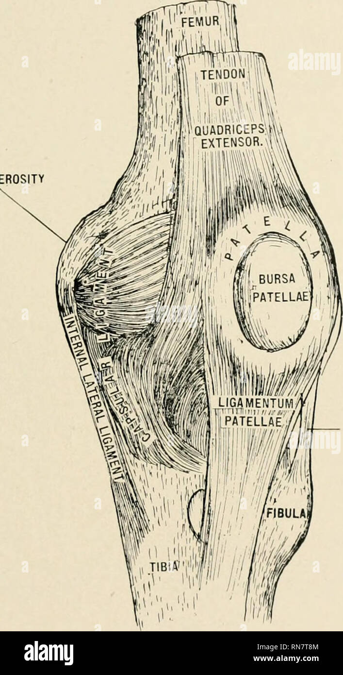 . Anatomie en un mot : un traité sur l'anatomie humaine dans son rapport à l'ostéopathie. L'anatomie humaine, la médecine ostéopathique ; Osteopathic Medicine ; l'anatomie. Anatomie EN UN MOT. Leçon 217 LX. Le nerf poplité externe ou passe le long de la partie externe du creux près du tendon du muscle biceps le jusqu'à la tête de la fibula. (Planche LXXVIII.) C'est environ la moitié aussi grand que le nerf poplité. Il donne (1) se branche sur l'articulaire genou supérieur et inférieur (externes) aussi à la direction générale de l'articulaire récurrente angle tibio-articulation supérieure du péroné (2) Voie cutanée b Banque D'Images