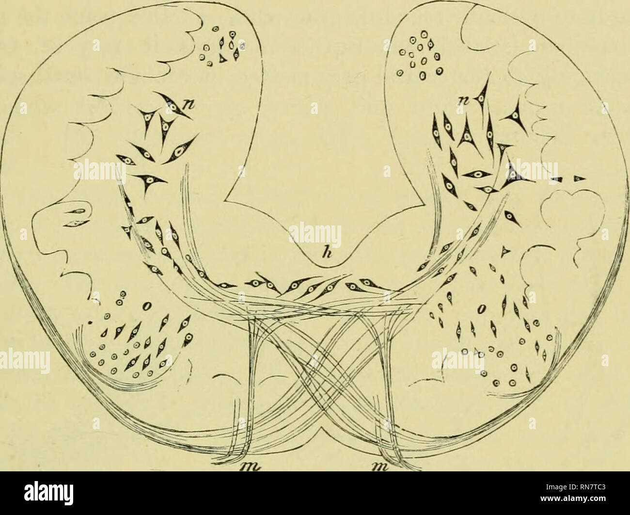 . L'anatomie de la grenouille. Les grenouilles -- Anatomie ; Amphibiens ...
