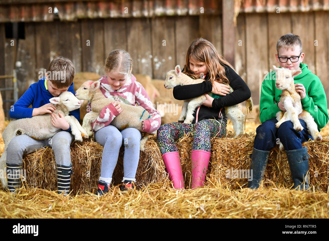 Caresser les enfants les agneaux nouveau-nés à l'Olde Chambre ferme-hôtel près de Wadebridge, Cornwall, où les beaux jours plus tôt avant l'agnelage permet la haute saison en Mars et Avril. Banque D'Images