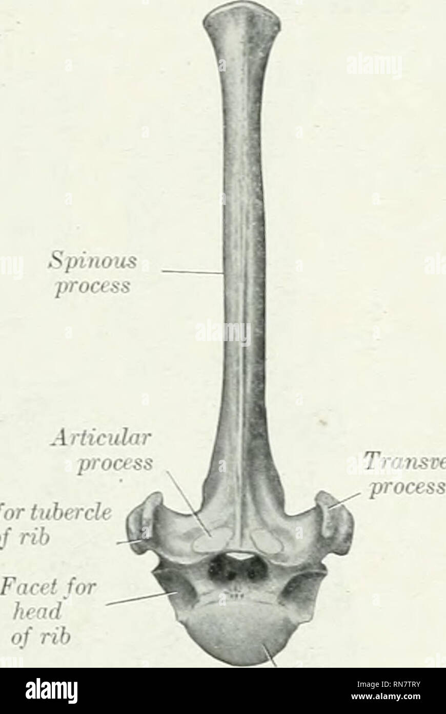 . L'anatomie de l'animal domestique. Anatomie vétérinaire. La vertèbre thoracique 37 ith ventralement que de la tanière. L'extrémité postérieure a l'habitude ca'ity. L'épine ventrale ressemble à celle de la vertèbre typique. L'arc présente dans le sujet jeune une encoche de chaque côté de son bord antérieur : il s'est converti en un foramen b y un ligament qui ossifies plus tard. La partie postérieure de la frontière a l'habitude des encoches. Le processus articulaires postérieures sont t&gt ;-pical. L'apophyse transverse sont petites, simples, et de projet en arrière. Le foramen transversarium est petit. L'apophyse épineuse est v Banque D'Images