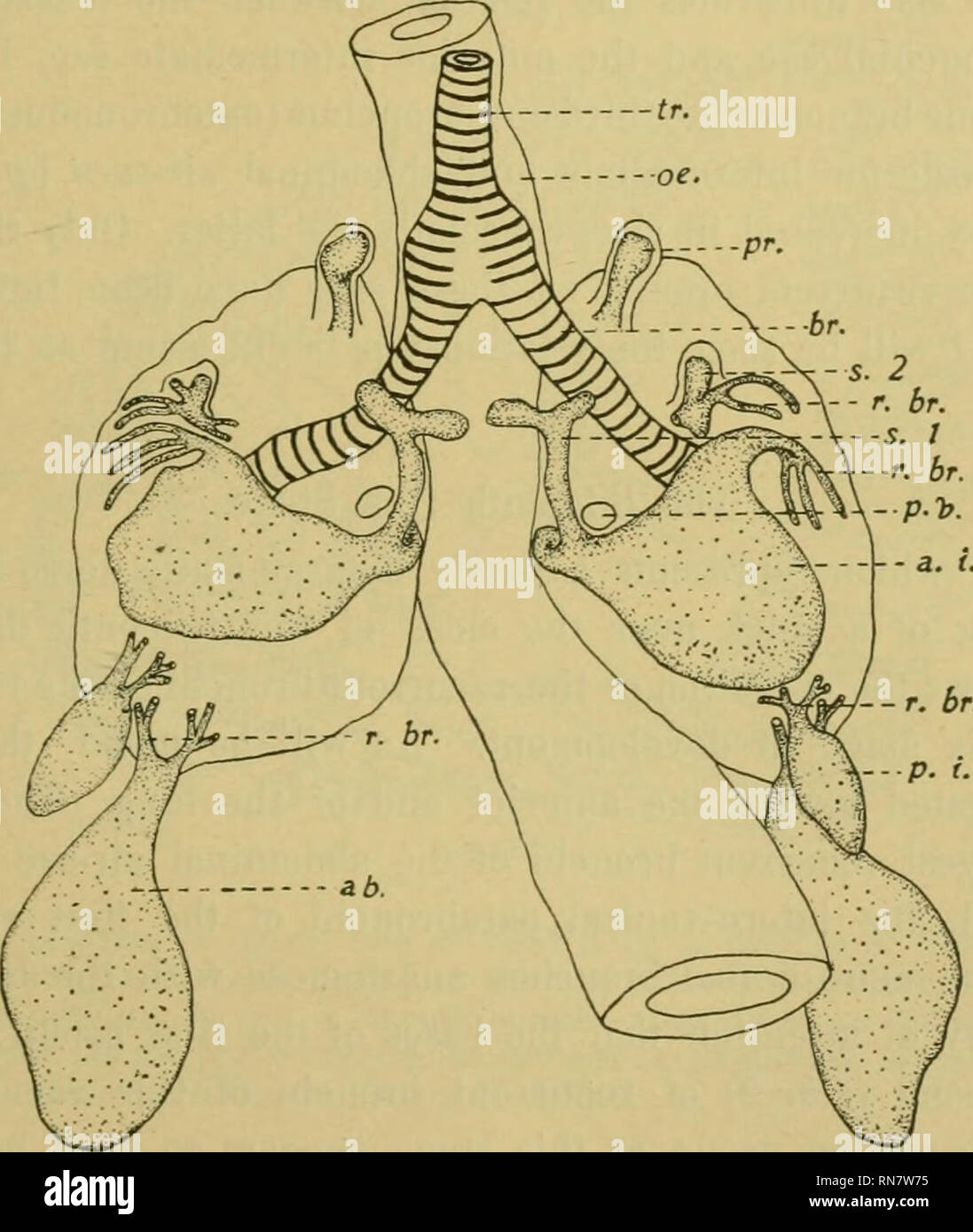 . Anatomischer Anzeiger. L'anatomie, l'Anatomie Comparée ;, comparatif. 489 Le onzième jour étape. À peu près au milieu du onzième jour de développement des poumons et des sacs aériens montrent l'effet d'une croissance plus rapide. L'air- sac, comme montré dans Fig. 6, sont relativement beaucoup plus important que celui de prece- ding étapes. Le prebronchial sac (pr.) commence maintenant à se développer à son extrémité distale. La portion mésiale (S. 1) de la sous-sac bronchique est divisée à son extrémité en deux bronches lobés. Plus mésial de la CES. Fig. 6. D uninjected luugs vue ventrale de dix jours et demi embryon. Affiche la zsc et t Banque D'Images