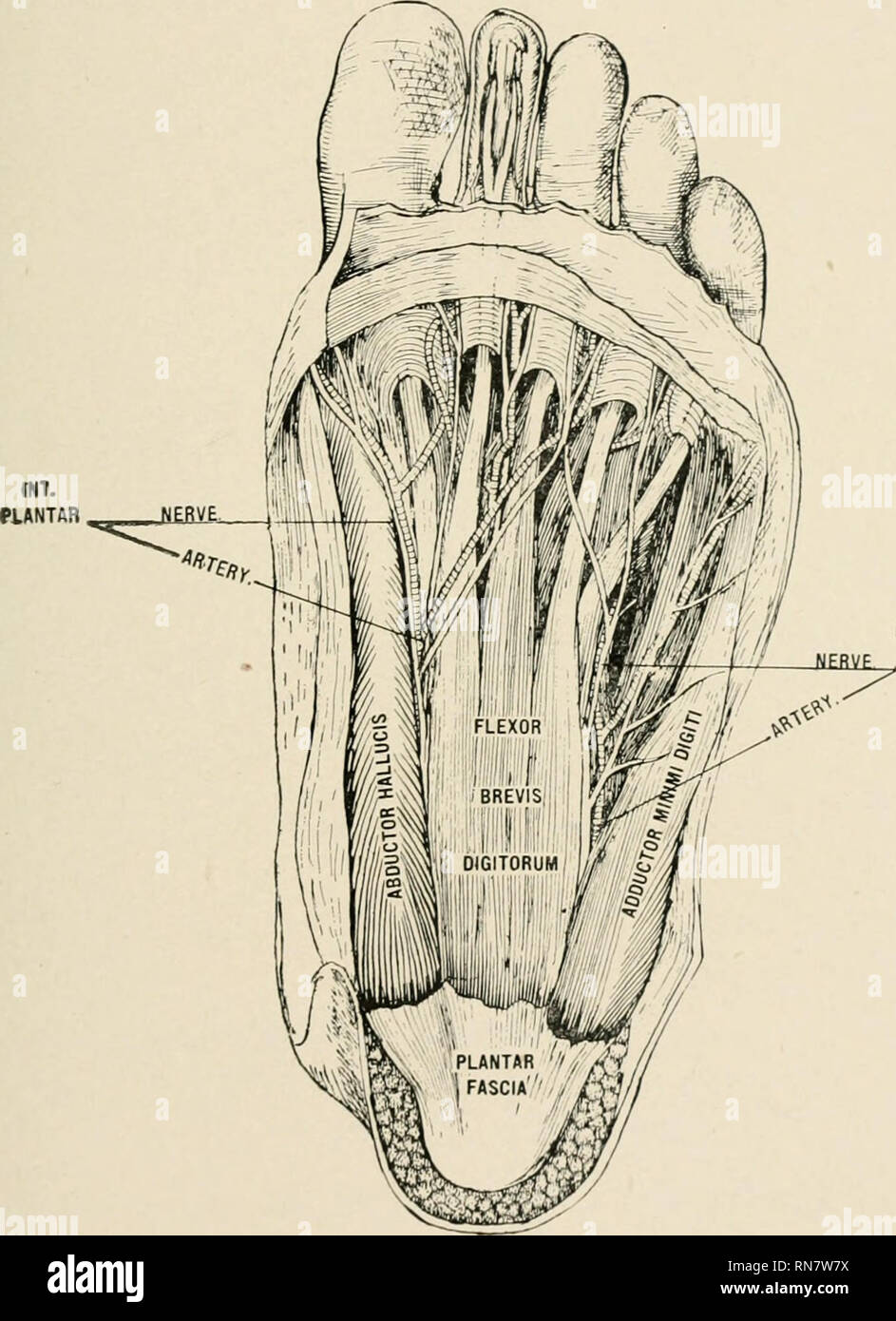. Anatomie en un mot : un traité sur l'anatomie humaine dans son rapport à l'ostéopathie. L'anatomie humaine, la médecine ostéopathique ; Osteopathic Medicine ; l'anatomie. Anatomie EN UN MOT. 161.-(L'insertion Plate LXII.)-côtés intérieurs de bases de premières phalanges des orteils et même aponévrose du tendon extenseur commun. L'action.-adduit première phalanges de trois doigts, phalanges premier flex aussi mais étendre le reste. L'offre du nerf plantaire externe.. L'approvisionnement en sang.-artères plantaires. LV PLAQUE.. Nerf plantaire externe .fascia plantaire et de la première couche de muscles du pied. XLII LEÇON1. Flexor accessorius.- Description. ( Banque D'Images