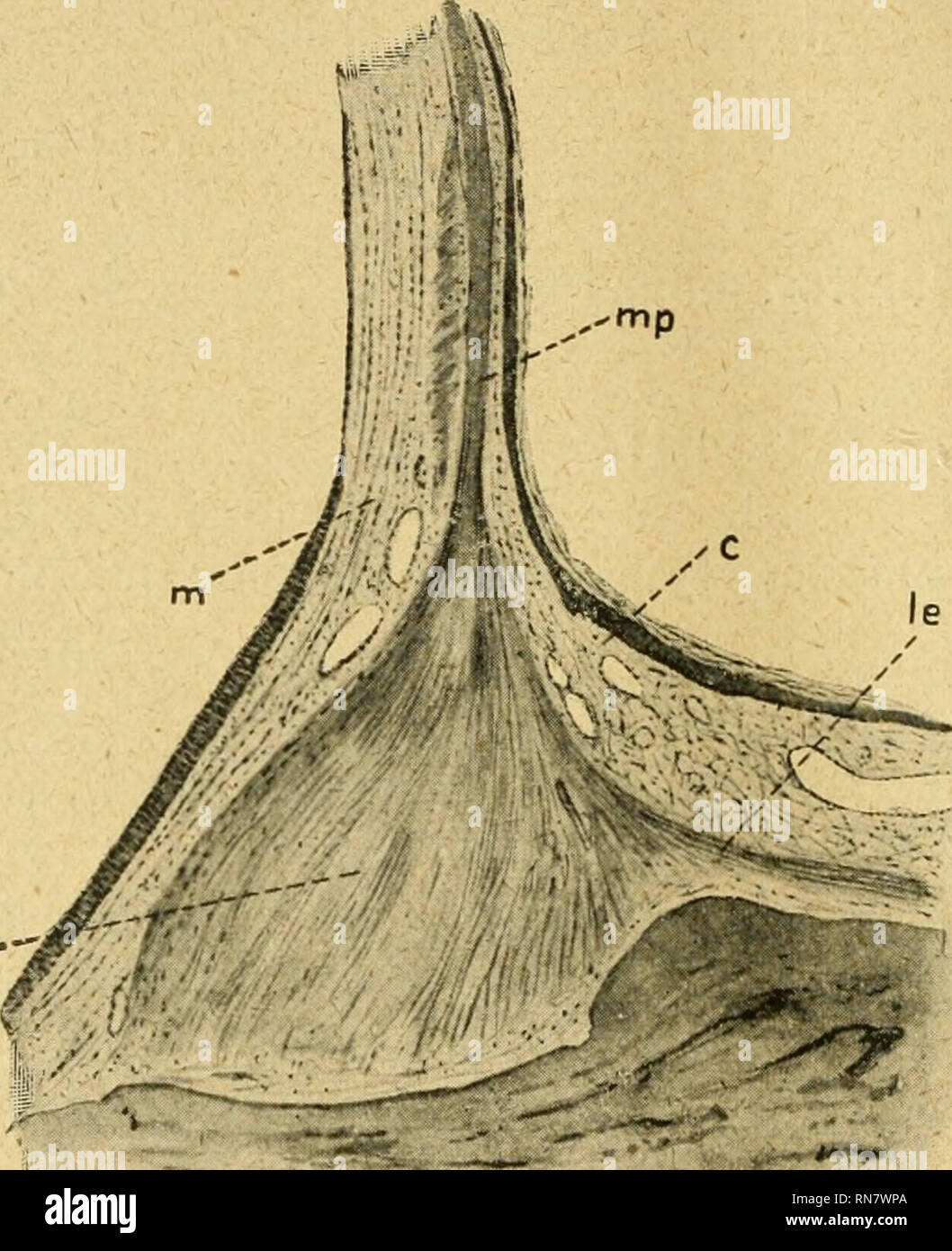 Download Anneau spruch Free