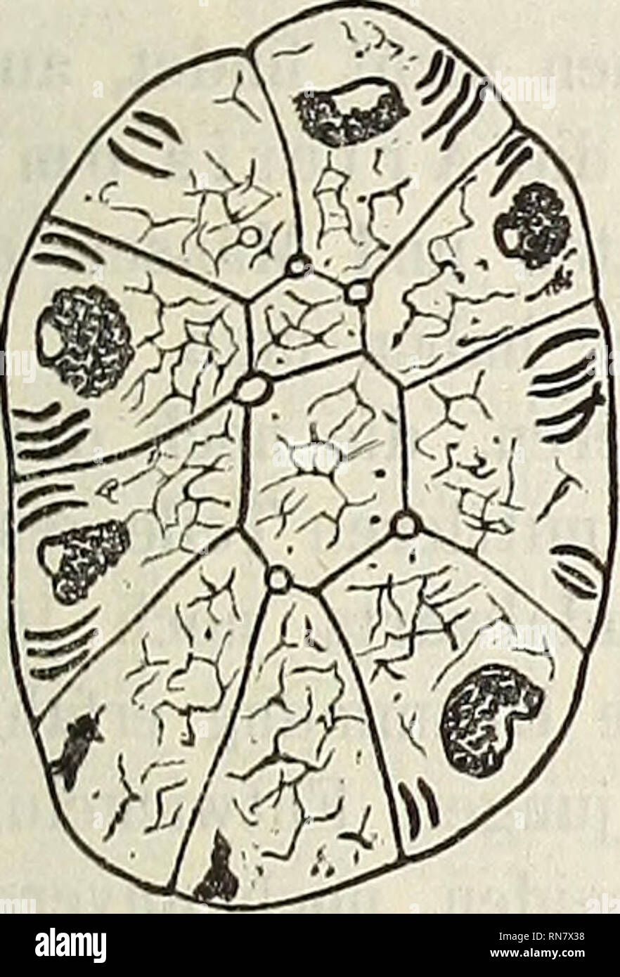 . Anatomischer Anzeiger. Anatomie, comparatif. 419 schlauchen dieser Art war das fast durchweg Secret mit beladener Zellen, mit anderen Worten : der Kern lag im basalen Section guerre und nicht selten senkrecht zur Längsachse abgeplattet der Zelle etwas. Guerre Zellkörper Der Hohe ziemlich seinem oberhalb des Kernes dans ausdehnenden Abschnitte sich nur von den zarten, stellenweise netzförmig Filarmasse in der Zügen durchsetzt. Si um mehr fielen Complexe derber, faden- stäbchenartiger Gebilde oder auf, mourir dans Hämatoxylin tief dunkelblau gefärbt und sich ausschließlich hatten basalen dem Teil Banque D'Images