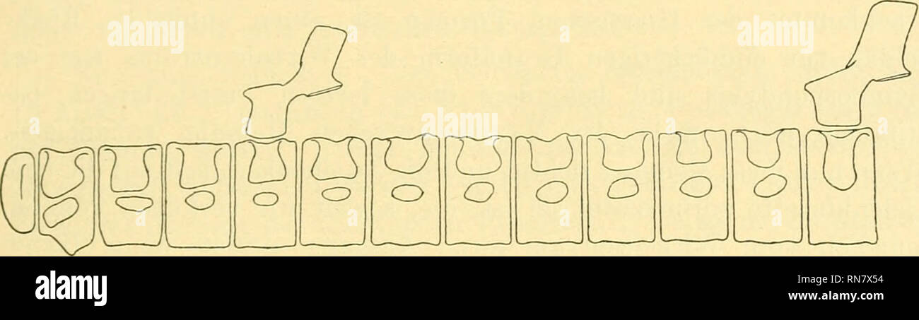 . Anatomischer Anzeiger. L'anatomie, l'Anatomie Comparée ;, comparatif. 489 Shastasaurus mourir dans Wirbelgegend auftretende vorderen der Zwei- höckerigkeit keine Neubildung, sondern eine Erscheinung rudimentäre sei. Gewichtigen Merkiams trotz der argumente möchte ich doch die Ansicht Yakowlews wahrscheinlichere für die Verwaltung. Bei der großen Anzahl der Präsacralwirbel - 65 Cymbospondylus und bei ca. 50 bei Shastasaurus - treten noch bei Cymbospondylus petrinus nach ABB. 56 Merriams Gelenkfacetten einköpfige vom 13. und bei Shastasaurus osmonti nach ABB. 57 vom 18. Wirbel ab auf, Es kommt die demnach Banque D'Images
