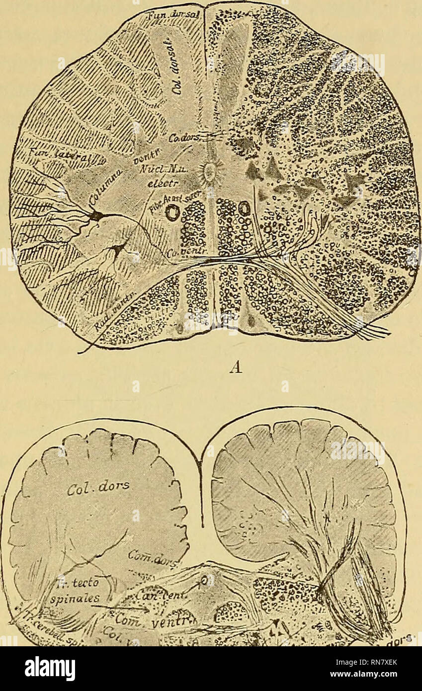 . L'anatomie du système nerveux central de l'homme et des vertébrés en général. La neuroanatomie ; Système nerveux central. STEUCTUEE DE LA MOELLE COED. 65. Tr/spinaies tKto f . jr&Lt ;.une^^ ^ la TPN  %V^. Veuillez noter que ces images sont extraites de la page numérisée des images qui peuvent avoir été retouchées numériquement pour plus de lisibilité - coloration et l'aspect de ces illustrations ne peut pas parfaitement ressembler à l'œuvre originale.. Edinger, Ludwig, 1855-1918 ; Hall, Winfield Scott, b. 1861 ; Holland, Philo Leon ; Carlton, Edward P. Philadelphia : F. A. Davis Co. Banque D'Images