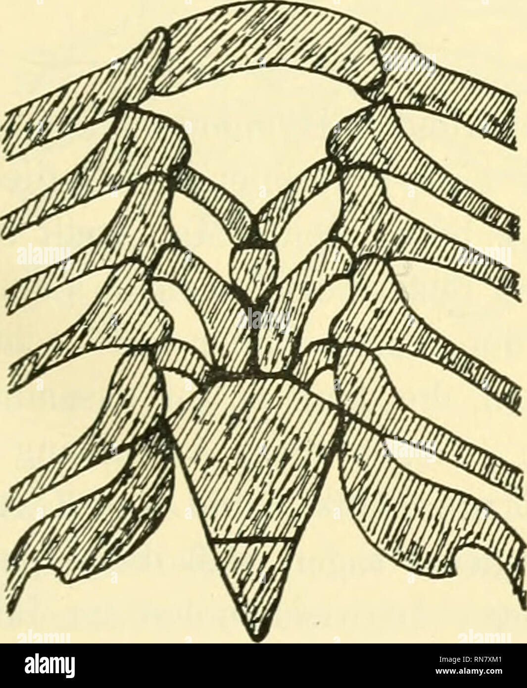 . Anatomischer Anzeiger. L'anatomie, l'Anatomie Comparée ;, comparatif. 419 primitivere forme als Mustelus, und wir sehen die, aussi es bei primi- tiveren Haifischen mehr Variationen gibt. Vosmaer (6) sagt S. 489, dasselbe über Hunderte von Acanthiasexemplaren sprechend, w^elche. er etudier können. Ganz waren normal 40 48 der Fälle von Mustelus, aussi basihyalen versehen der mit dem und zwei copules- teiligen cardiobranchialen, während alle die vier détachées Pharyngo- (, Epi-, Kerato- und hypobranchiale des Bogens 1-4 (5) wie gewöhnlich ent- wickelt waren. En 8, saurait gerade aussi ^/g der ganzen Z Banque D'Images