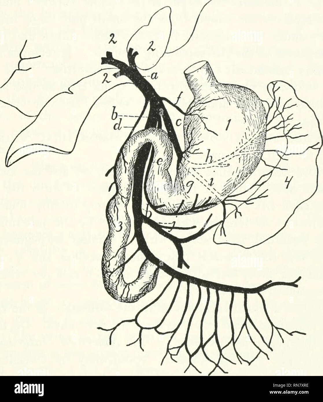 . Anatomie du chat. Les chats ; les mammifères. Les veines. 3-7 le pancréas et la première partie du duodénum, et se jette dans la veine près de portae à ou avec la précédente.. Fig. 132. - PoiMAL. n veine, la veine porte ; b, c ; mésentérique supérieure, &lt splénique ; ;/, pancreaticoduodenalis ; t', gastroepiploica ; /, coronaria ventriculi ; g, /i, i, Inanches ; splénique de y, en- mésentérique ferior. I, de l'estomac, du foie ; 2 ; 3 ; 4, duodénum, la rate. 3. C. gastroepiploica (r) vient de fiom la grande courbure de l'estomac et de l'ordre croissant de hmb le grand omentum. Il se jette dans la veine porta ; ventrodextrad de l'op Banque D'Images