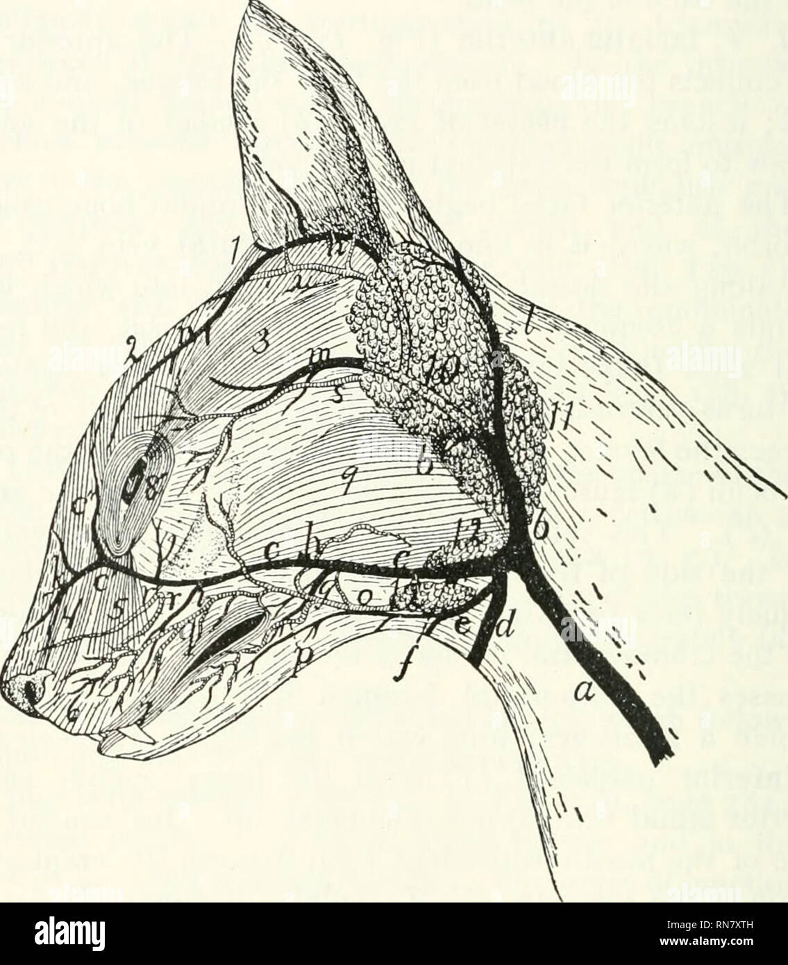 Anatomie Du Chat Les Chats Les Mammiferes 322 Le Systeme Circulatoire Langue Maternelle La Direction Generale De La Communication Recoit Egalement Pres De Sa Jonction Avec La Partie Anterieure D Un Anatomie Du Chat Les Chats Les Mammiferes 322 Le Systeme Circulatoire Langue Maternelle La Direction Generale De La Communication Recoit Egalement Pres De Sa Jonction Avec La Partie Anterieure D Un