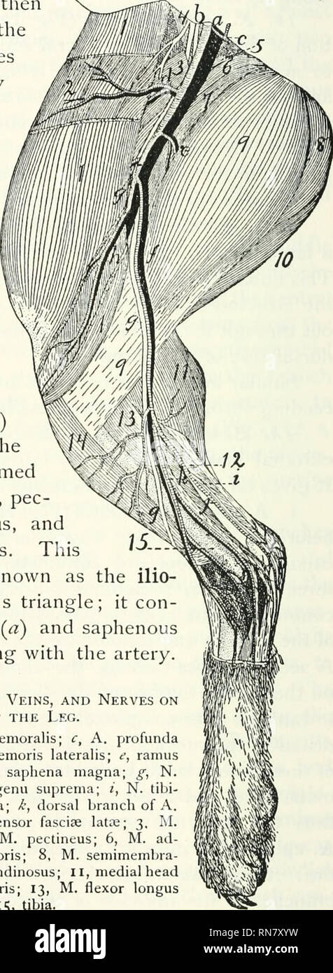 Anatomie Du Chat Les Chats Les Mammiferes 3io Le Systeme Circulatoire La Femorale Profonde Elle Meme Passe Entre Le Ihopsoas Et Les Muscles Pectineus Puis A La Face Interne Du Muscle