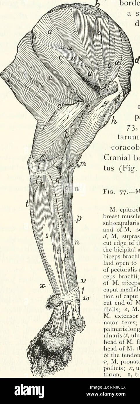 . Anatomie du chat. Les chats ; les mammifères. L62 LES MUSCLES. L'insertion (Fig. 82, b).. Les fibres convergent vers la cavité glénoïde frontière, et l'insertion se fait par un fort tendon, télévision à la frontière de la dorsale de l'humérus tubérosité moindre. Re/at ions. -Surface latérale de l'omoplate et la capsule de l'épaule. Face interne avec le muscle élévateur de l'omoplate (Fig. 73, //), Ser- ratus antérieur (Fig. 73, z), une partie de l'scalenus (Fig. 72)^ f)y le transversus cos- tarum (Fig. 73, J), et l'coracobrachialis (Fig. yy, f). Region Cranienne frontière avec la supraspina- tus (Fig. yy, d). Frontière caudal Fig. 77.- Banque D'Images