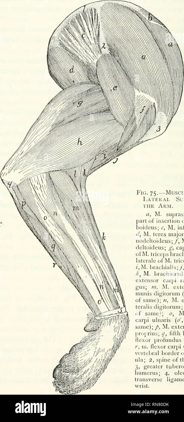Anatomie Du Chat Les Chats Les Mammiferes 158 Les Muscles Fig 75 Musclf S Sur Le Sukeace œ Le Bras Rt M Sus Epineux L Gt Une Partie De L Insertion De M Anatomie Du Chat Les Chats Les Mammiferes 158 Les Muscles Fig 75 Musclf S Sur Le Sukeace œ Le Bras Rt M Sus Epineux L Gt Une Partie De L Insertion De M