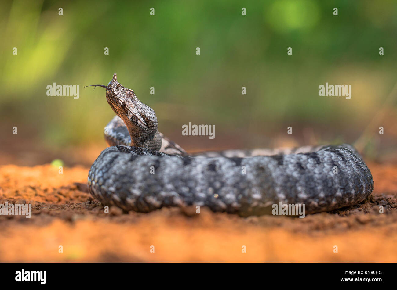 Bec long mâle Vipera ammodytes vipère en Croatie Banque D'Images