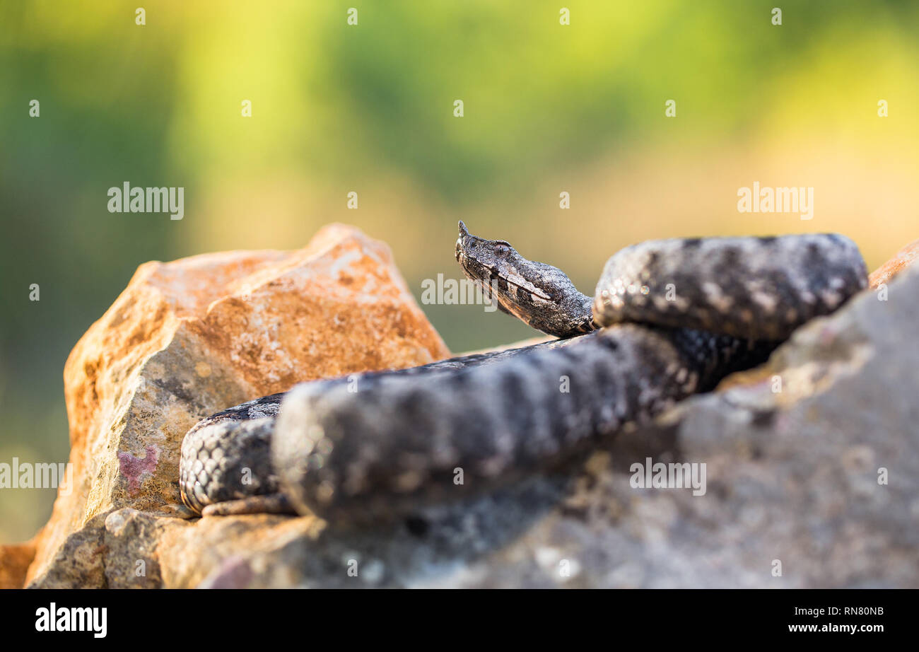 Bec long mâle Vipera ammodytes vipère en Croatie Banque D'Images