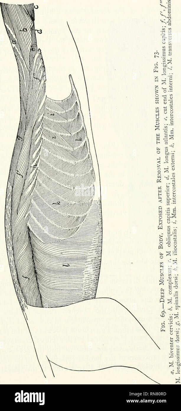 . Anatomie du chat. Les chats ; les mammifères. Les muscles de l'organisme. 125. Veuillez noter que ces images sont extraites de la page numérisée des images qui peuvent avoir été retouchées numériquement pour plus de lisibilité - coloration et l'aspect de ces illustrations ne peut pas parfaitement ressembler à l'œuvre originale.. Reighard, Jacob Ellsworth, 1861-1942 ; Jennings, H. S. (Herbert Spencer), 1868-1947. [Austin, TX] : BookLab, Inc. Banque D'Images