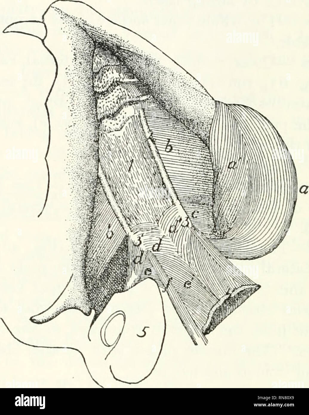 Anatomie Du Chat Les Chats Les Mammiferes 12 Je Les Muscles Processus D Environ Un Centimetre Dans Un Fascia Commun A Elle Et Le Muscle Masseter Et Dans L Stylomandibular Ligament Relations