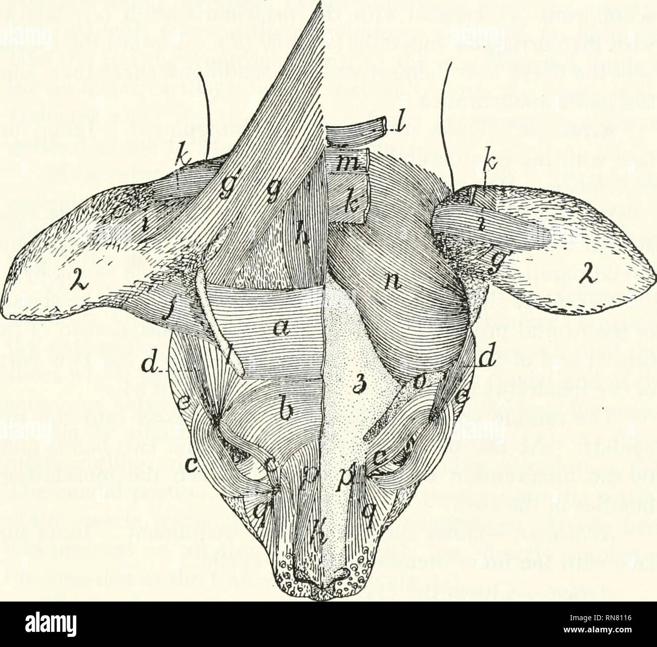 . Anatomie du chat. Les chats ; les mammifères. Les MUSCLES DE LA TÊTE. 97 face avec le aponeurotica galea (à laquelle le muscle est étroitement- United), le muscle epicranius (//) et le muscle temporal ( ;/). L'action.-tire les oreilles deux dorsad, vers la ligne du milieu.. Fig. 63.-muscles sur la surface dorsale de la tête. Sur le côté droit sont indiqués les muscles superficiels ; sur le côté gauche du super- muscles officiel ont surtout été retiré, exposant le plus profondément les muscles et les os. (7 scutulorum intermedins, M. ;' / sujiercilii niedialis onduleuse, M. ; c, M. orbicularis oculi ; d, M. corrugator supercilii la Banque D'Images
